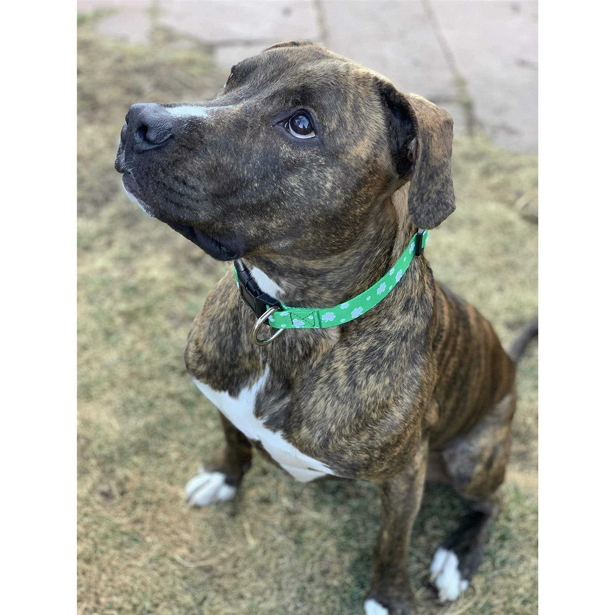 St Patricks Day Dog Collars Q34477