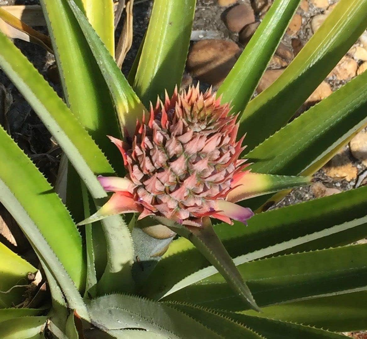 3 Live Starter Pineapple Plants Z26057