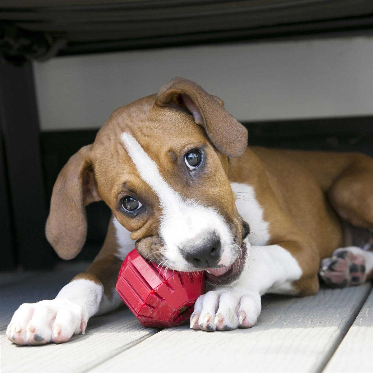 Dog Toy Z7455