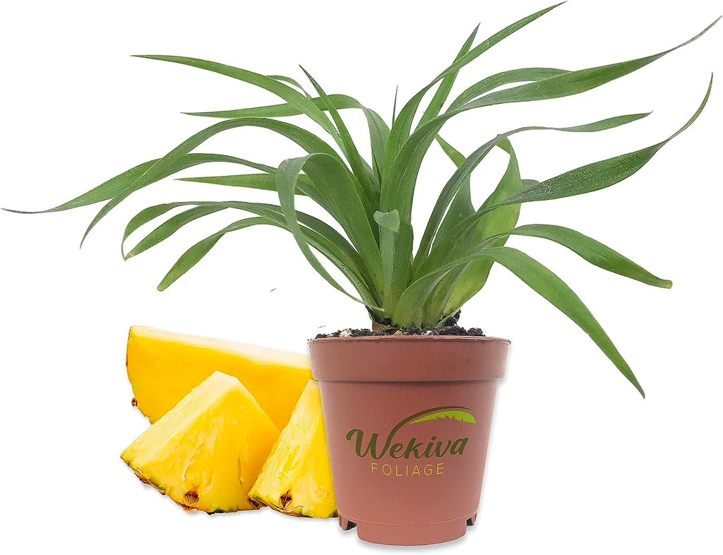 3 Live Starter Pineapple Plants Z26057