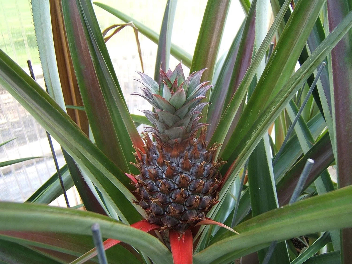3 Live Starter Pineapple Plants Z26057