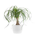 Live Ponytail Palm Houseplant 12-14in Tall in 6 inch White Pot Q619328