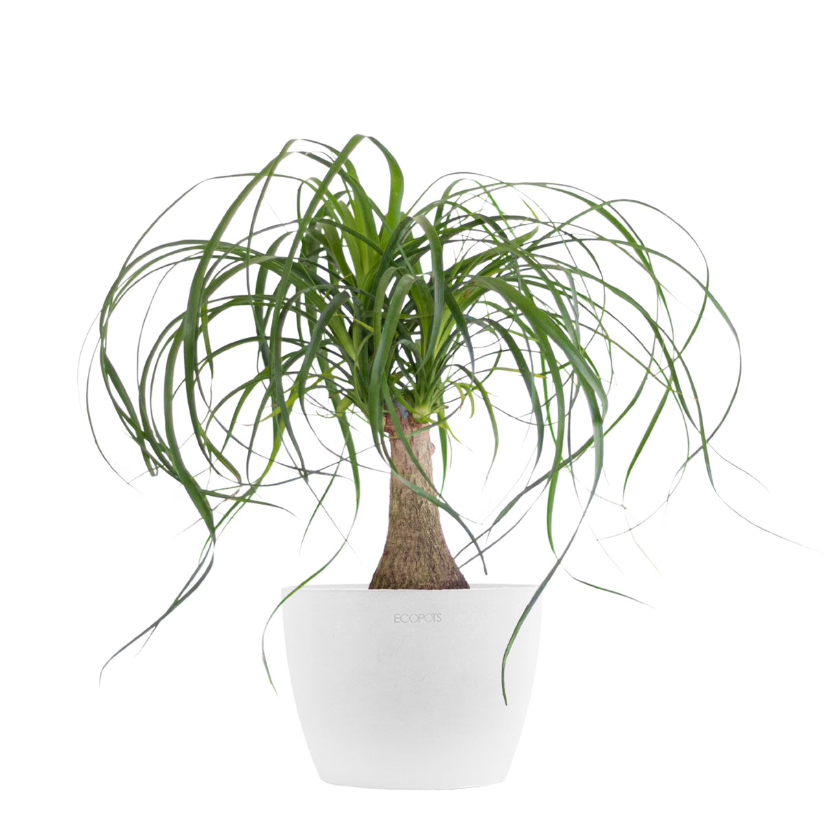 Live Ponytail Palm Houseplant 12-14in Tall in 6 inch White Pot Q619328