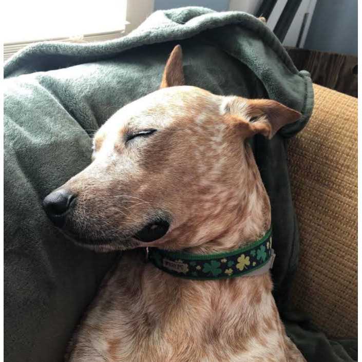 Dog Collar H197492