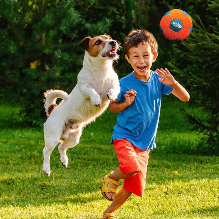 Soccer Squeak Ball Dog Toy L8699