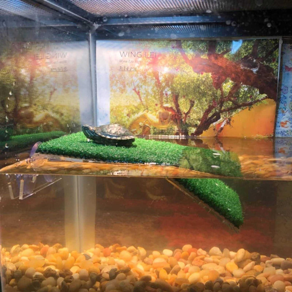 Turtle Basking Platform F810871