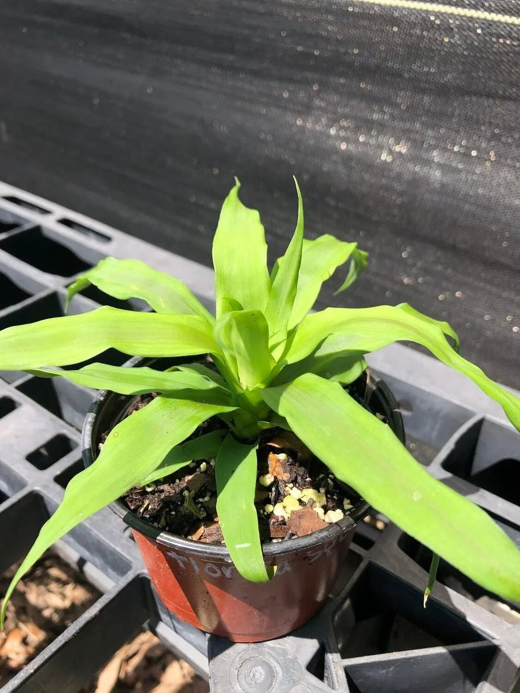 3 Live Starter Pineapple Plants Z26057