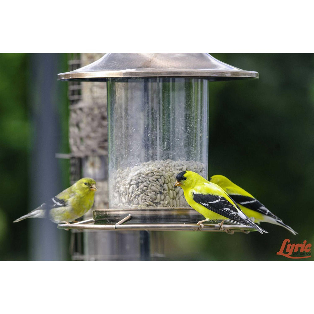 Sunflower Kernels Pet Supplies C3301